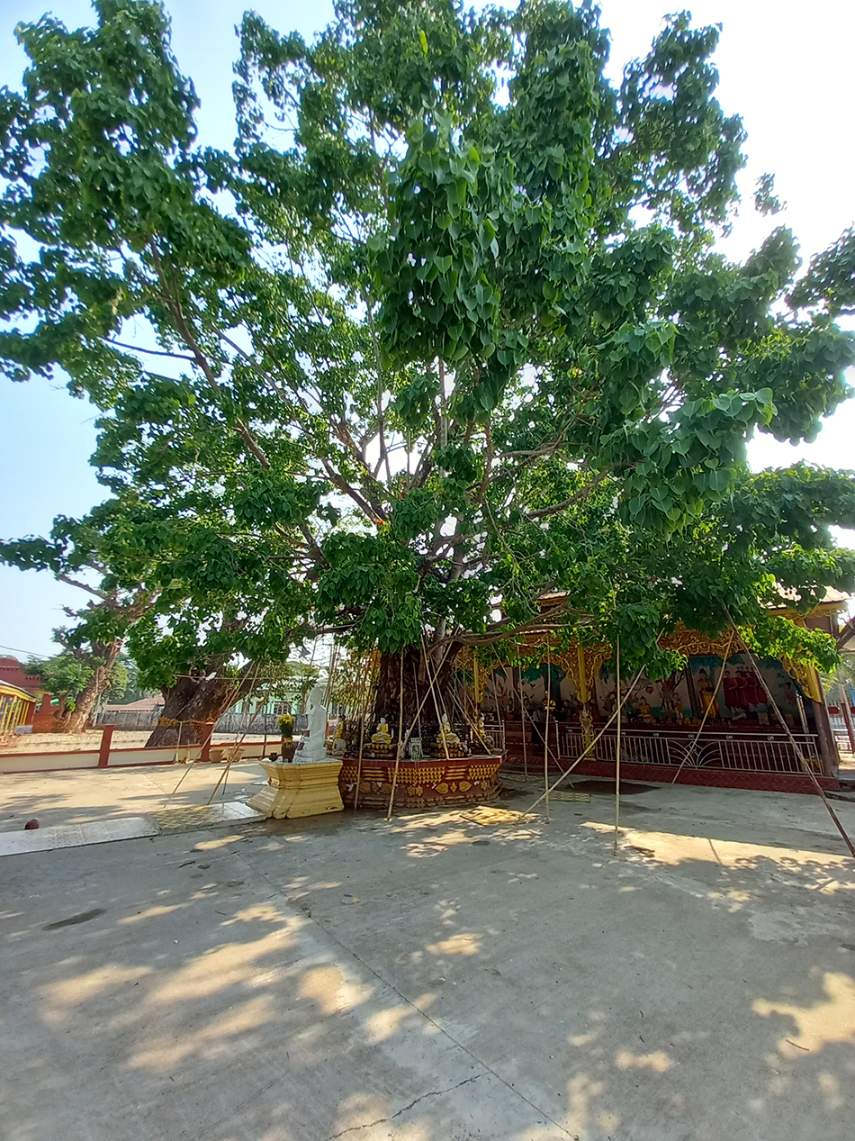 မဟာဗော်ဓိညောင်ပင်
